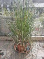 pampasgras grote planten, Ophalen, Volle zon, Vaste plant, Siergrassen