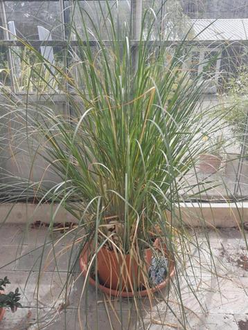 pampasgras grote planten beschikbaar voor biedingen