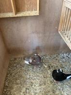 King duiven, Dieren en Toebehoren, Meerdere dieren, Tropenvogel