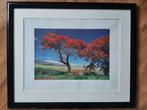 The red trees., Antiek en Kunst, Kunst | Litho's en Zeefdrukken, Ophalen