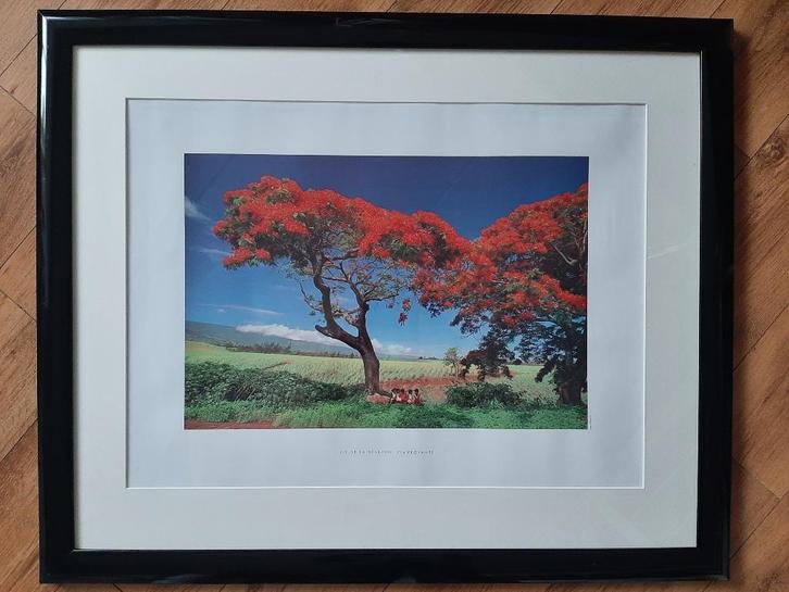 The red trees., Antiek en Kunst, Kunst | Litho's en Zeefdrukken, Ophalen