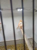 3 roodwit mozaïeken, Dieren en Toebehoren, Meerdere dieren, Kleurkanarie