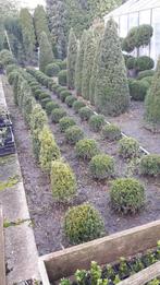 Buxus bollen en pyramides, Ophalen, Buxus, Minder dan 100 cm