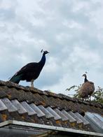 Te koop koppel pauwen, Dieren en Toebehoren, Pluimvee, Meerdere dieren, Overige soorten