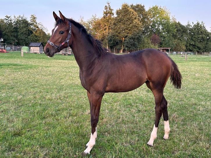 Merrieveulen uit topstam (Easy Jet x Landor S), Dieren en Toebehoren, Paarden, Merrie, Niet van toepassing, 0 tot 2 jaar, Springpaard