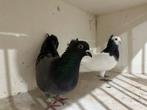 Super duiven hoogevliegers serbiesche, Meerdere dieren, Postduif