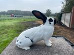 Groot Lotharinger voedster, Dieren en Toebehoren, Konijnen, Vrouwelijk, Groot