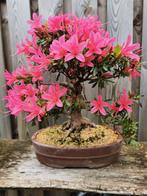 Bonsai Satsuki-Azalea Korin, In pot, Halfschaduw, Lente, Minder dan 100 cm