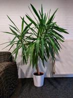 Ikea Yucca 170cm, Huis en Inrichting, Kamerplanten, Ophalen, Halfschaduw, In pot, Yucca