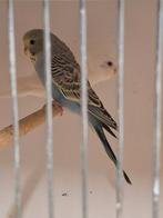 Grasparkieten, Dieren en Toebehoren, Vogels | Parkieten en Papegaaien, Meerdere dieren, Parkiet