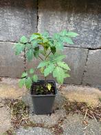 Biologische cherrie tomaten stekjes - moestuin plantjes, Minder dan 100 cm, Overige soorten, In pot, Ophalen of Verzenden