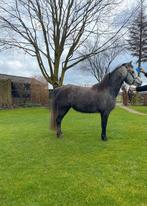 Te koop: 4-jarige merrie – drachtig van top Welsh-hengst, Dieren en Toebehoren, Merrie, Met stamboom, A pony (tot 1.17m), 3 tot 6 jaar