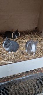 Super leuke tamme Dwergkonijnen (kleurdwerg), Dieren en Toebehoren, Konijnen, Meerdere dieren, Dwerg