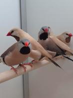 Spitstaart amadines, Dieren en Toebehoren, Vogels | Overige Vogels, Meerdere dieren, Tropenvogel, Geringd