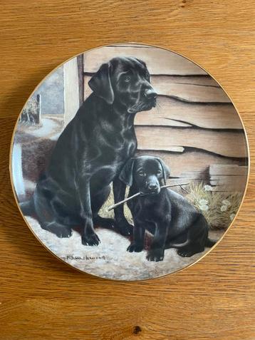 Labrador Bordje - Vader & Zoon - Puntgaaf beschikbaar voor biedingen