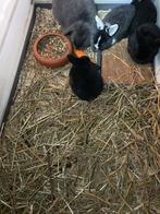 Minilop konijntjes, Dieren en Toebehoren, Meerdere dieren, Dwerg, Hangoor