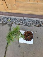 Lariks bonsai, In pot, Bloeit niet, Halfschaduw, Minder dan 100 cm