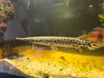 Spotted gar, Vis, Zoetwatervis