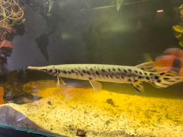 Spotted gar beschikbaar voor biedingen
