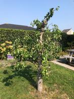 Perenboom, Tuin en Terras, Planten | Fruitbomen, Ophalen