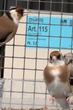 Putters Distelvink Carduelis Kleine putter, Meerdere dieren, Wildzangvogel, Geringd