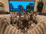 Nog 1 lieve kater te koop!, Meerdere dieren