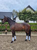 Veelbelovende 4-jarige ruin – Total McLaren x Oscar, Dieren en Toebehoren, Paarden, B, Gechipt, Ruin, Dressuurpaard