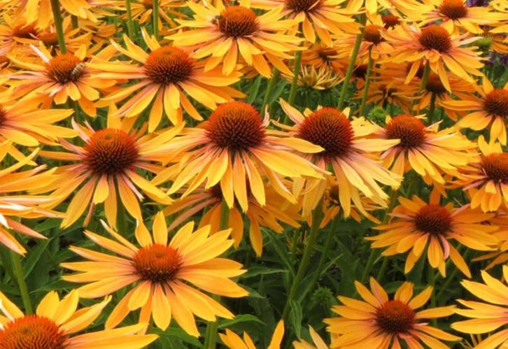 Zaden Echinacea Big Kahuna, Tuin en Terras, Bloembollen en Zaden, Volle zon, Verzenden