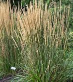 Calamagrostis Karl Foerster | Prachtriet | P9 | Chemievrij, Volle zon, Vaste plant, Siergrassen, Ophalen of Verzenden
