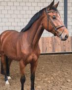 Te koop: Ruin “Ruux” – Geboren 01-06-2021, Ruin, Zadelmak, Springpaard, 3 tot 6 jaar