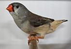 Gezocht zwartborst pop, Vrouwelijk, Tropenvogel, Geringd