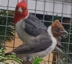 Te koop jonge Roodkuif kardinaal man, Dieren en Toebehoren, Vogels | Overige Vogels, Mannelijk, Geringd