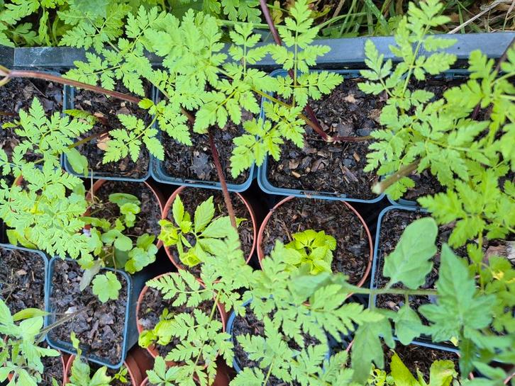 Kruudmoes planten, Tuin en Terras, Planten | Tuinplanten, Overige soorten, Volle zon, Ophalen of Verzenden