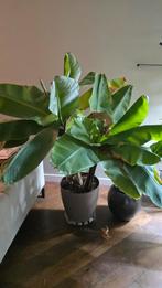 Bananenplanten (Musa) voor tropische sfeer, Huis en Inrichting, Ophalen, Overige soorten, Halfschaduw, In pot