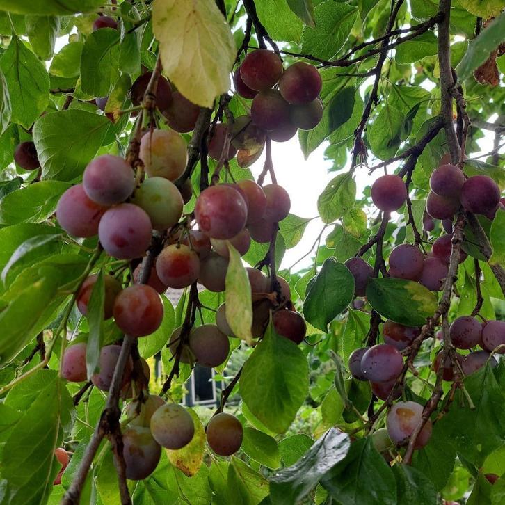 Jonge pruimenboompjes, Tuin en Terras, Planten | Bomen, Overige soorten, 100 tot 250 cm, Volle zon, Lente, Ophalen of Verzenden