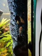 Jonge Albino algeneter, Dieren en Toebehoren, Vissen | Aquariumvissen, Vis, Zoetwatervis