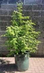Metasequoia bomen: prachtige oranje rode herfstkleuren!, Tuin en Terras, Bloeit niet, Overige soorten, 100 tot 250 cm, Ophalen