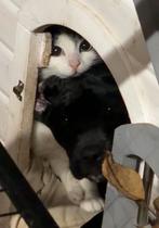 Cane corso kruising labradoodle, Dieren en Toebehoren, Honden | Niet-rashonden, Meerdere, Meerdere dieren, Middel, Nederland