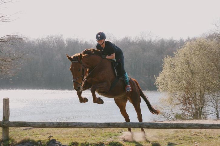 Lieve KWPN merrie, Dieren en Toebehoren, Paarden, Merrie, Recreatiepaard