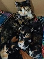 Mooie en lieve kittens, Meerdere dieren