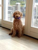 Dekreu Labradoodle Beschikbaar, Dieren en Toebehoren, Honden | Dekreuen, Rabiës (hondsdolheid), Reu, 1 tot 2 jaar, Eén hond