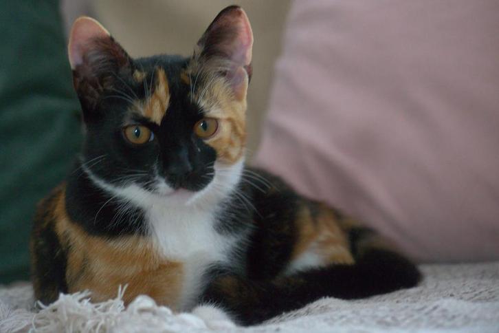 Lieve, sociale kittens zoeken lief baasje, Dieren en Toebehoren, Katten en Kittens | Overige Katten, Kortharig, Meerdere dieren