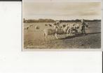 Texel De Cocksdorp Schapen voederen 22-9-1956, Verzamelen, Ansichtkaarten | Nederland, Verzenden, 1940 tot 1960, Gelopen, Waddeneilanden