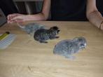 Kittens, Dieren en Toebehoren, Geslacht onbekend