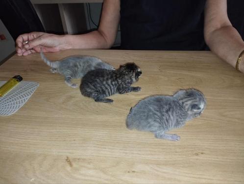 Kittens, Dieren en Toebehoren, Katten en Kittens | Overige Katten, Geslacht onbekend