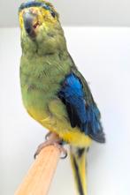 Blauwvleugel man, Dieren en Toebehoren, Mannelijk, Parkiet