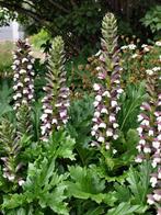 10x acanthus mollis kleine plantjes, Ophalen, Volle zon, Groenteplanten, Eenjarig