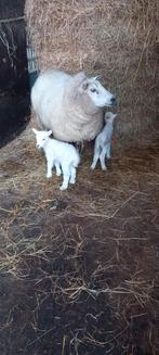 Schaap met 2 lammeren, Vrouwelijk, Schaap