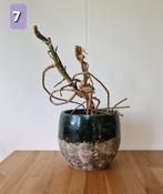 Plant Monstera Deliciosa Thai Constellation met mooie pot, Ophalen, Overige soorten, In pot
