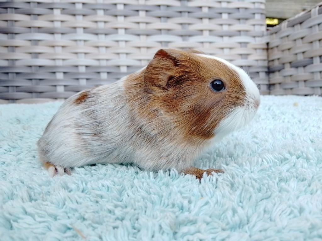 Leuke Jonge Cavia's, Dieren en Toebehoren, Cavia, April, Meerdere dieren, Tam